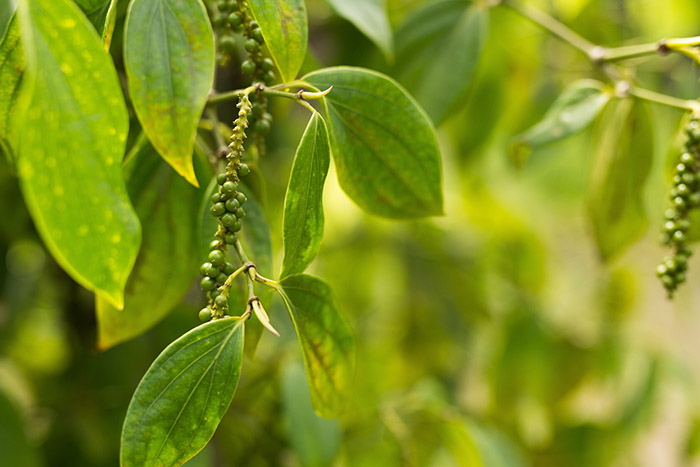 borneo, older man, plant, plante, jungle, tatouage, traditionnel, iban, sarawak, dayak, pmod, tatouage , bras, black ink, black tattooing