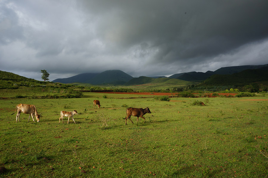 vaches, inde, paysage, tatouage, tatouage, tradition du tatouage, Cultures Kondh