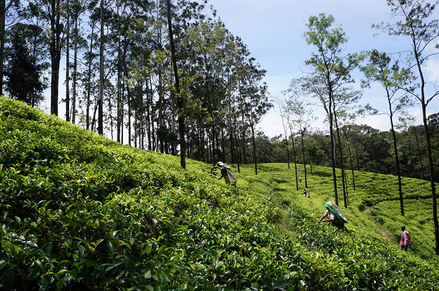 sri lanka, tatouage,monument, temple, photographie, paysage