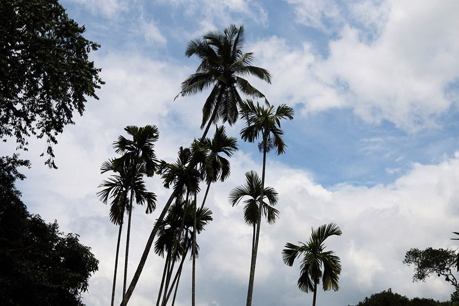 palmier, Sri Lanka, , ciel